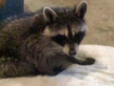 Raccoons test positive for rabies in Fayetteville 