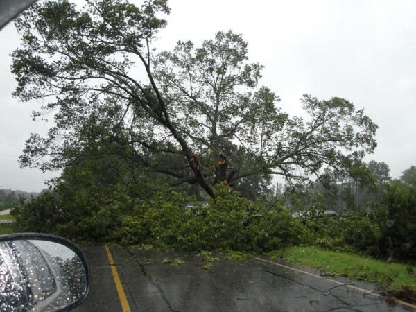 The namesake of Red Oak was downed in Hurricane Irene.