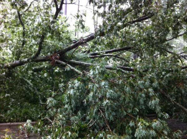 Steven Leder of Wilson sent this photo of downed tree limbs in the Brentwood area.