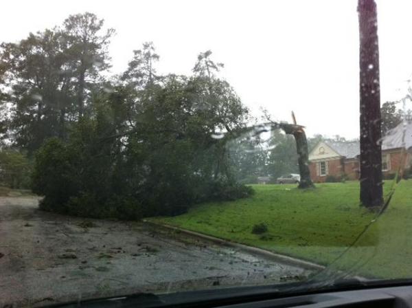 Steven Leder of Wilson sent this photo of a fallen tree in the Brentwood area.