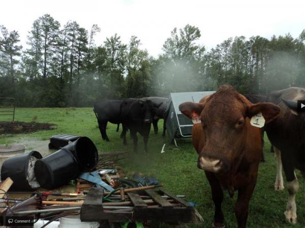 Mandy Gay Hayes, of Rocky Mount, posted this photo to the WRAL Facebook page. She says, "Our cows didn't know what on earth was going on! They had been using the end of the barn as a windblock earlier! I am so thankful that none of them got hurt! They are family to us!"