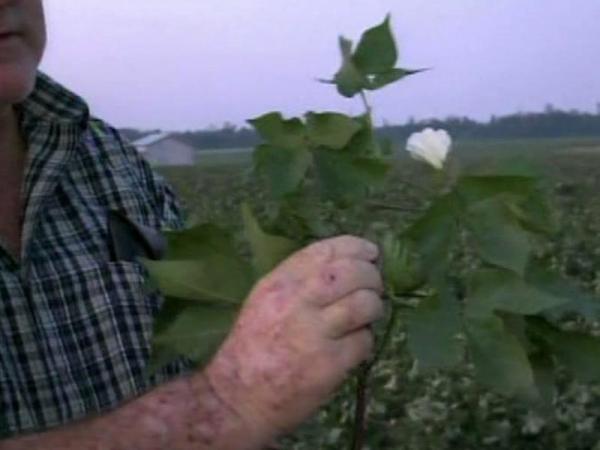 Wilson County farmer tallies crop damage