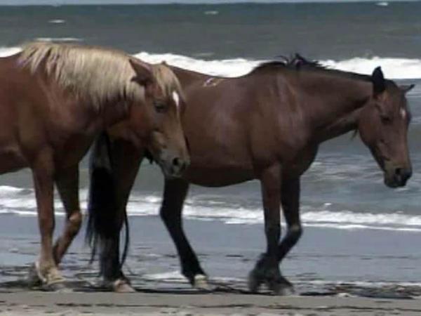 Tourists join wild horses on Corolla beaches