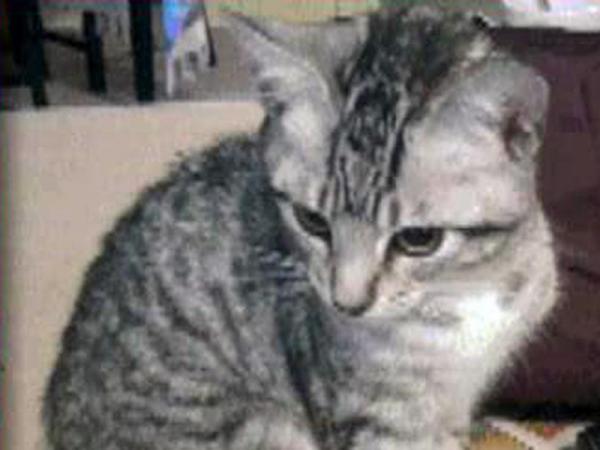 Kitten adopted from Wake County shelter had rabies