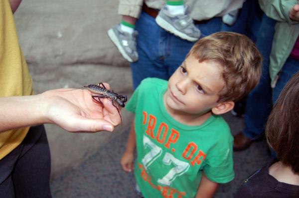 BugFest returns to downtown Raleigh Saturday