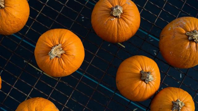 Pumpkin patches, corn mazes, haunted events are opening: Here's where to go