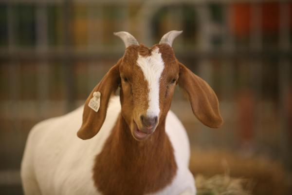 A Boer goat at the N.C. State Fair on Thursday, Oct. 20, 2011.