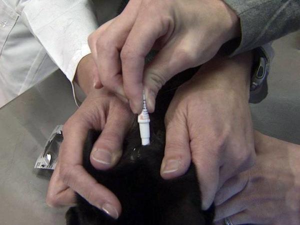 Veterinarian shows how to apply flea medication
