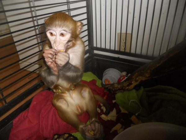 Pet monkey escapes from Southern Pines home