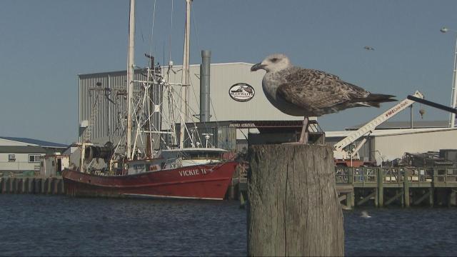 Fish size bill pits commercial fishermen against recreational anglers