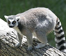 Life and Science Lemur