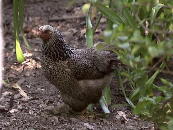 Backyard hens in Cary could ruffle some feathers