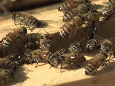 Bees could send Louisburg woman to jail