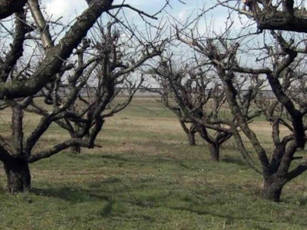 Temperature swings worry NC peach farmers