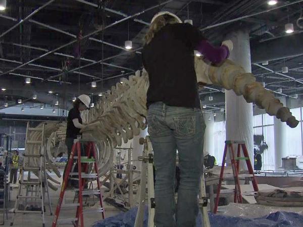 NC Nature Research Center features 'an icon,' Stumpy the whale