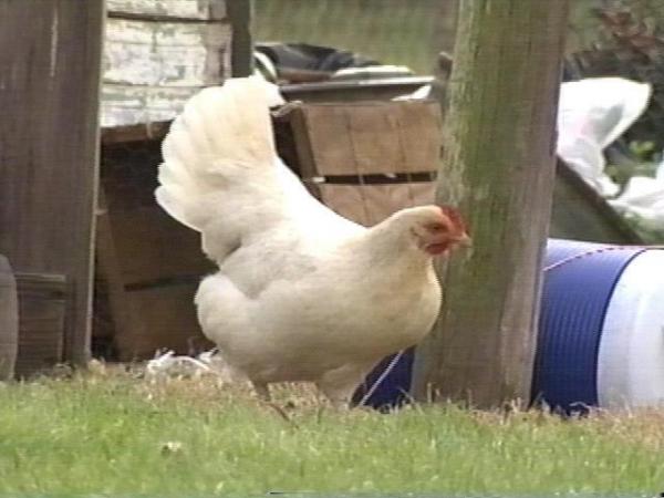 Selma Deals With Fowl Problem