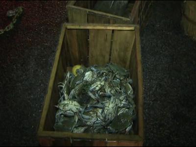 Truck carrying live crabs wrecks in Johnston County