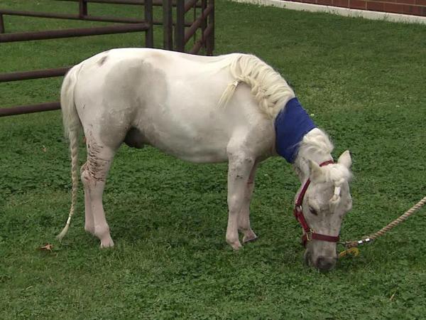 Miniature horse attacked in eastern Wake County