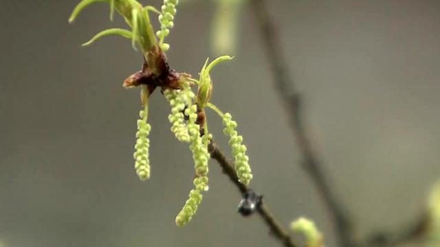 Pollen expert: Allergy season comes early this year