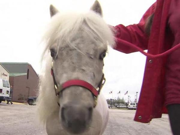 Wake miniature horse recovers from attack