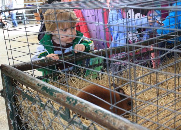 N.C. State's Farm Animal Days scheduled next month