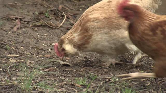Chickens are bait in museum's experiment