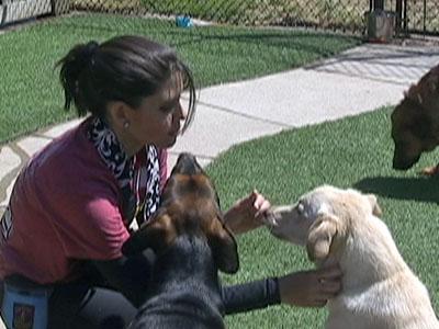 WRAL reporter Tara Lynn and some dogs at the Wake County SPCA.