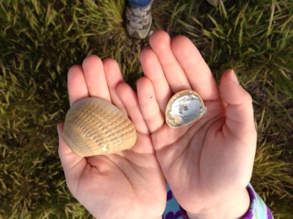 Shells in Hatteras