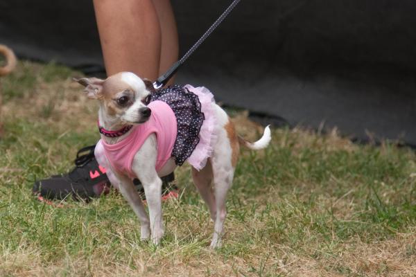 This chihuahua was entered into the Smallest Dog contest.  The contest took place after the SPCA Walk in downtown Raleigh.