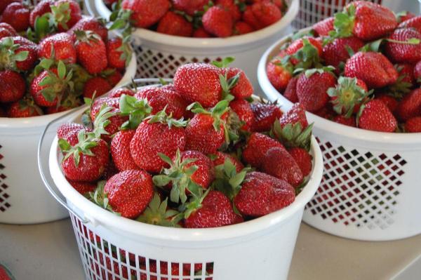 Strawberry Day at the State Farmers Market