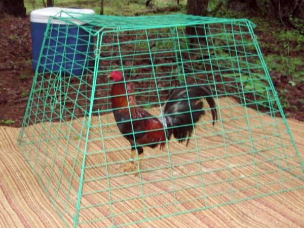 Eleven charged in Granville County cock-fighting bust