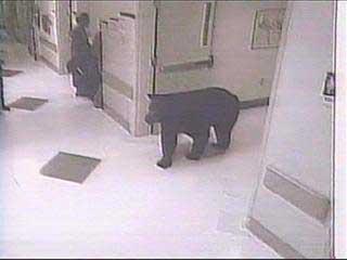 Bear In Hospital