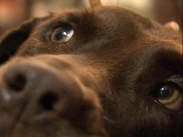 Raleigh PD Seeks Ways to Improve Handling of Animal Calls