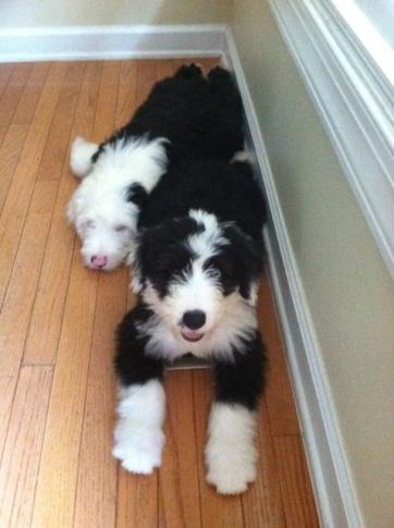 Lynda's puppies: Pippa and Chester