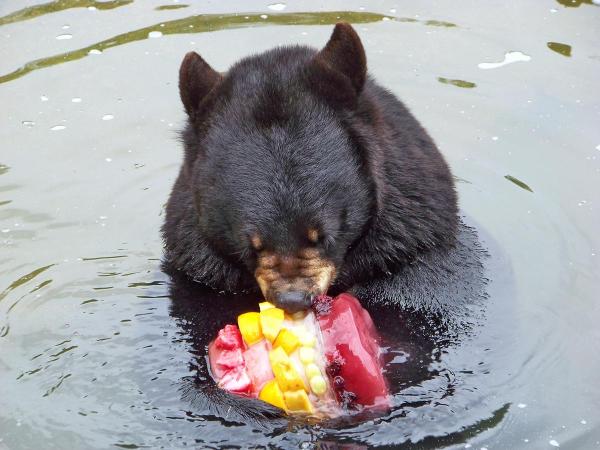 A bear chows down on watermelon at the Museum of Life and Science