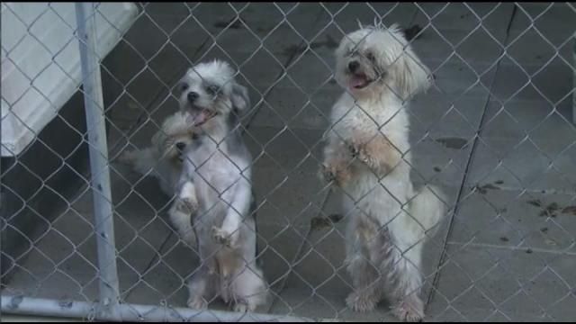 Dozens of dogs seized in sting at alleged puppy mill