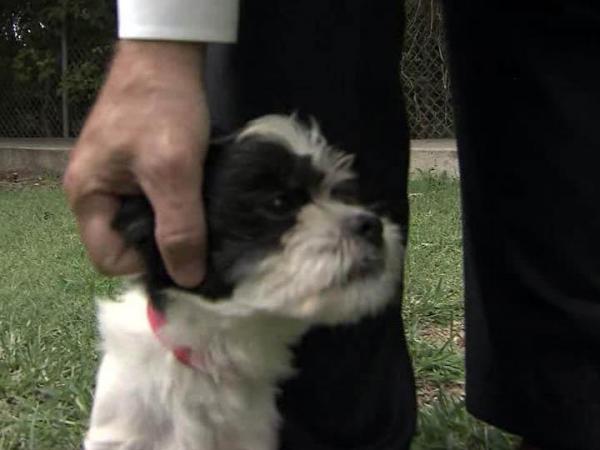 Dogs taken from Brunswick puppy mill recovering