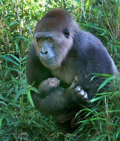 Baby gorilla, North Carolina Zoo