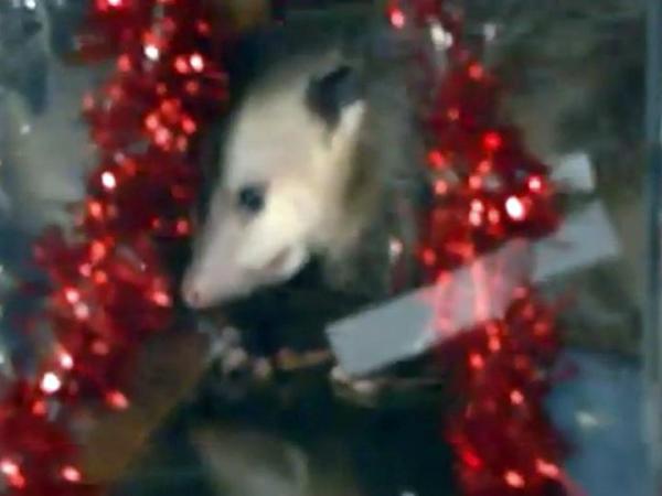 Judge's ruling threatens New Year's Eve possum drop