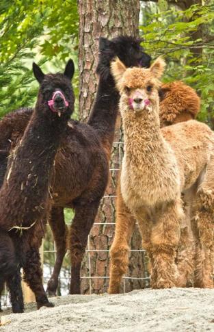 Alpacas at the Museum of Life and Science