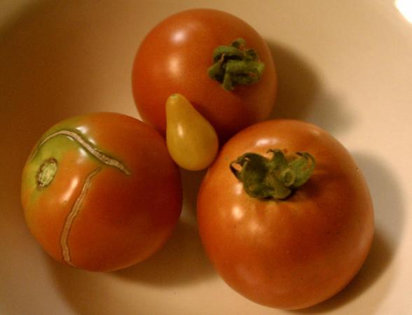 Tomatoes from our garden