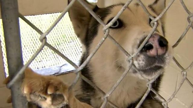 NC shelter kills 99 percent of animals, records show