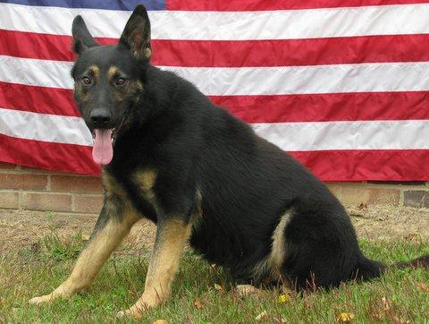 Selma police searching for missing K-9
