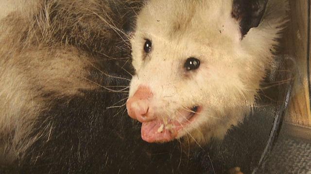 Possum bill scurries toward Senate 