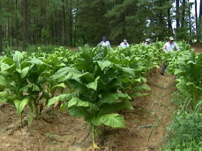 4/15/09: Tobacco farmers fret over recession, proposed taxes