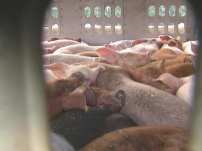 Pigs In Truck