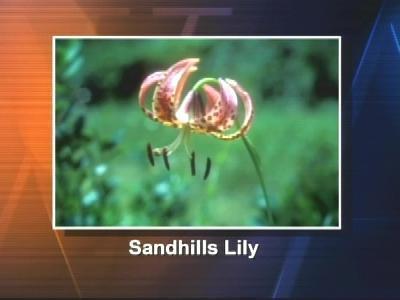 Sandhills Lily