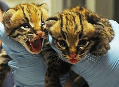 Ocelots born at the NC Zoo in 2011