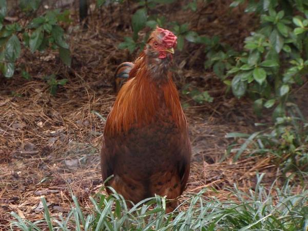 125 roosters euthanized, 32 people cited after deputies find South Carolina cockfighting arena
