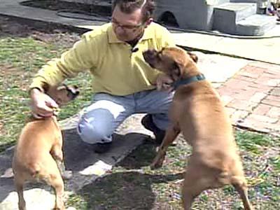 Maxton Poisoned Dogs